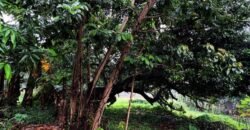 424sqm Premium Lot in Carmel Heights Royale Dasmariñas | ₱5M