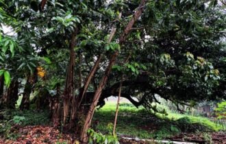 424sqm Premium Lot in Carmel Heights Royale Dasmariñas | ₱5M